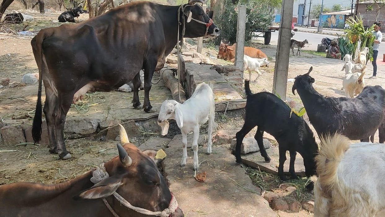 Central Buffalo Research Institute Hisar Scientists discovered milk production increase mixture