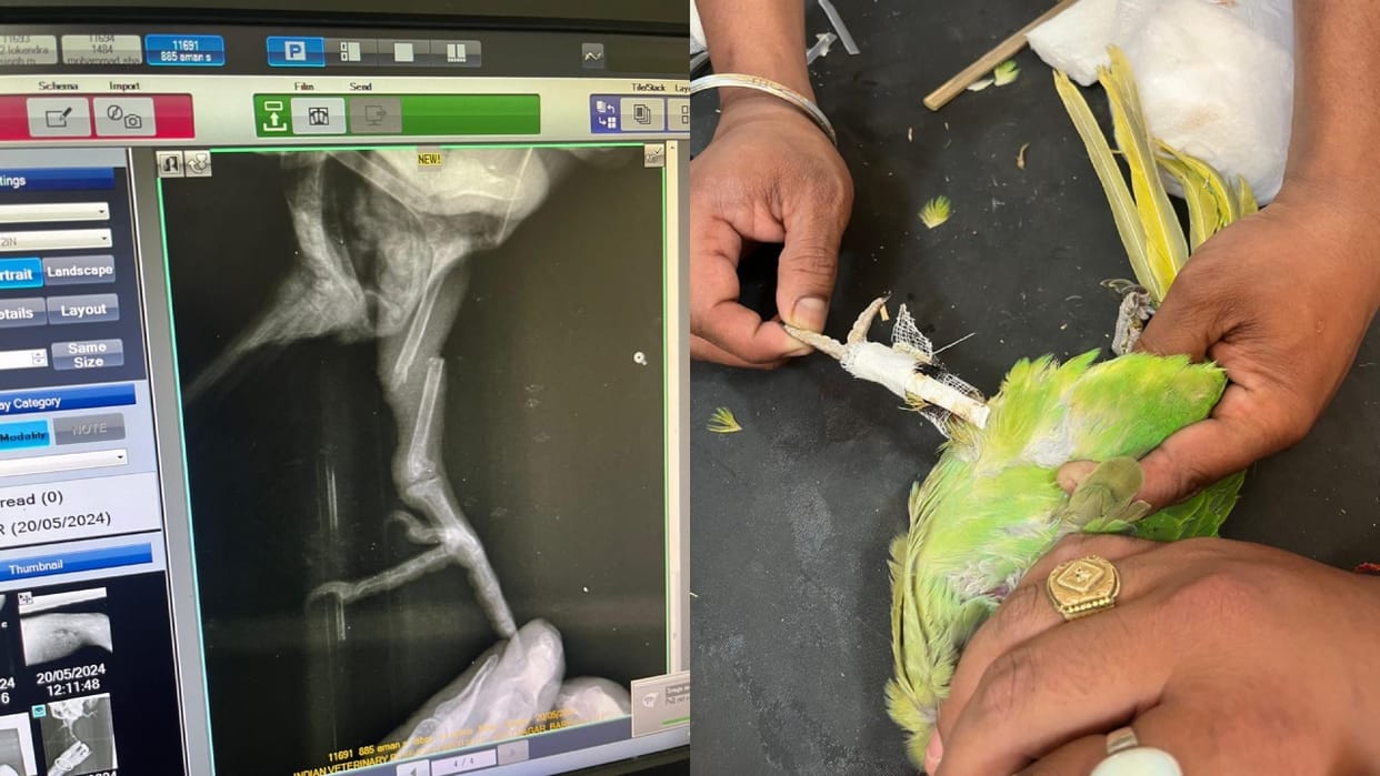 Parrot treatment for the first time in IVRI Bareilly