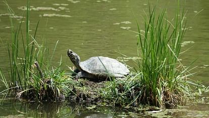 Black Pond Turtle seen in Renuka lake recorded for the first time in Himachal