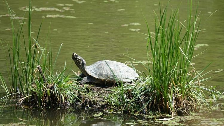 Black Pond Turtle Seen In Renuka Lake Recorded For The First Time In 