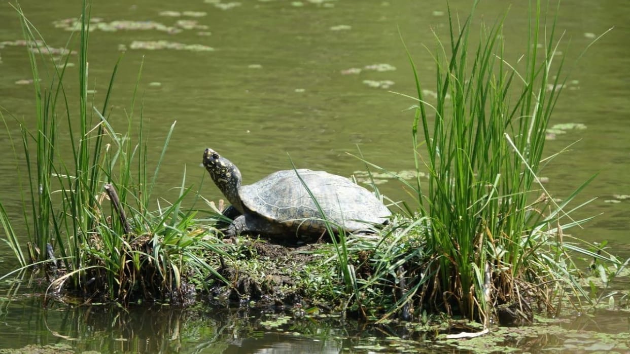 405 turtles smuggling in car STF and forest department team caught two smugglers