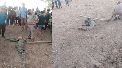 Eight feet long crocodile caught in residential colony in Sonbhadra