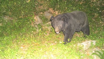 HP Wildlife:  Amazing pictures of wildlife captured in trap cameras in wildlife area Khajjiar, see here