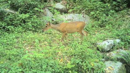 HP Wildlife:  Amazing pictures of wildlife captured in trap cameras in wildlife area Khajjiar, see here