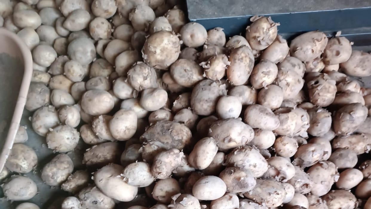 Pahari potatoes in Dhalli Subji Mandi Shimla