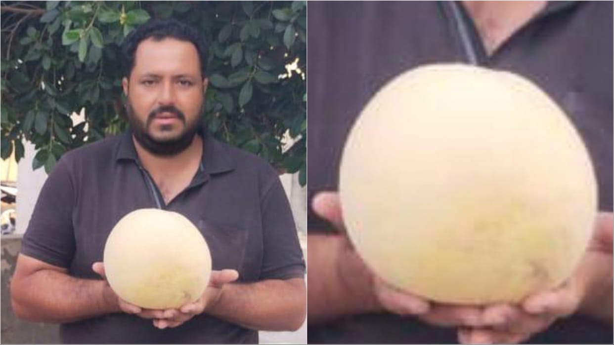 Agriculture: In Haryana, a farmer grew three and a half kilos of melon in his field
