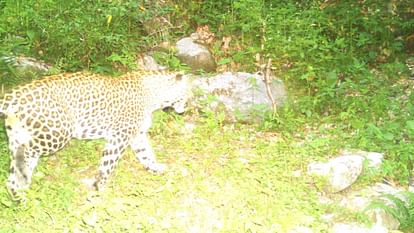 HP Wildlife:  Amazing pictures of wildlife captured in trap cameras in wildlife area Khajjiar, see here