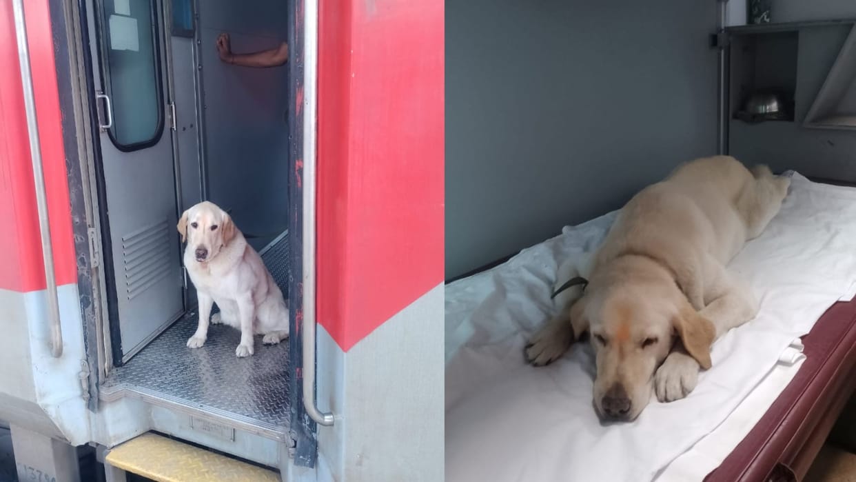 Army dog meru travels in AC first class to retirement home in Meerut