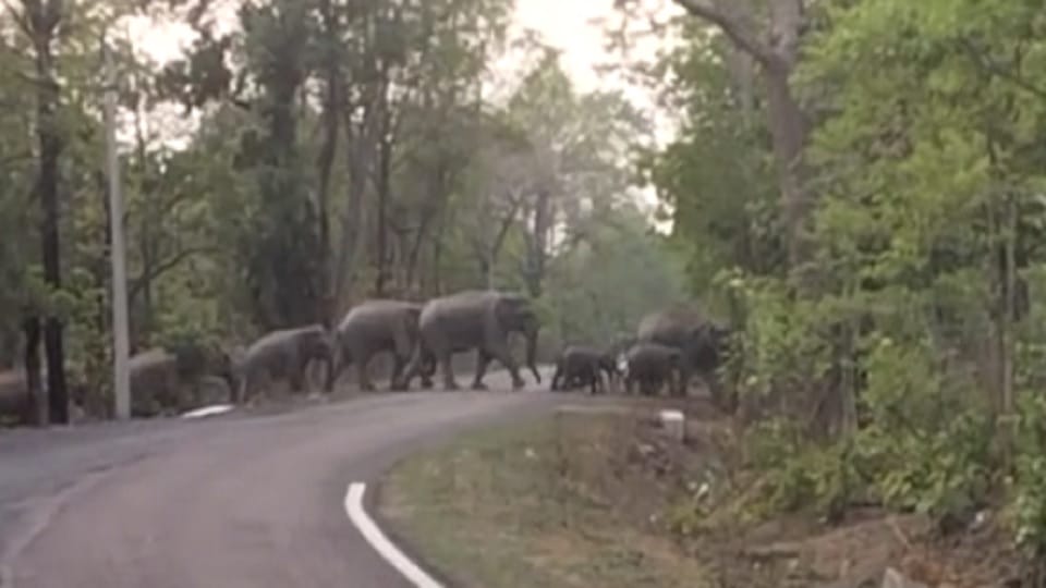 Villagers in panic after seeing herd of elephants forest department team active in Korba