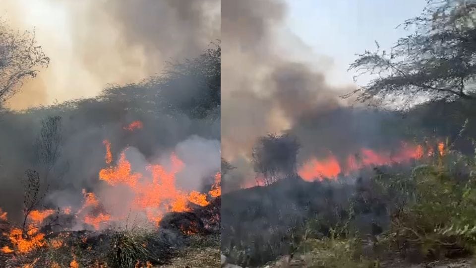 massive fire broke out in forest near Gautam Buddha University in Greater Noida