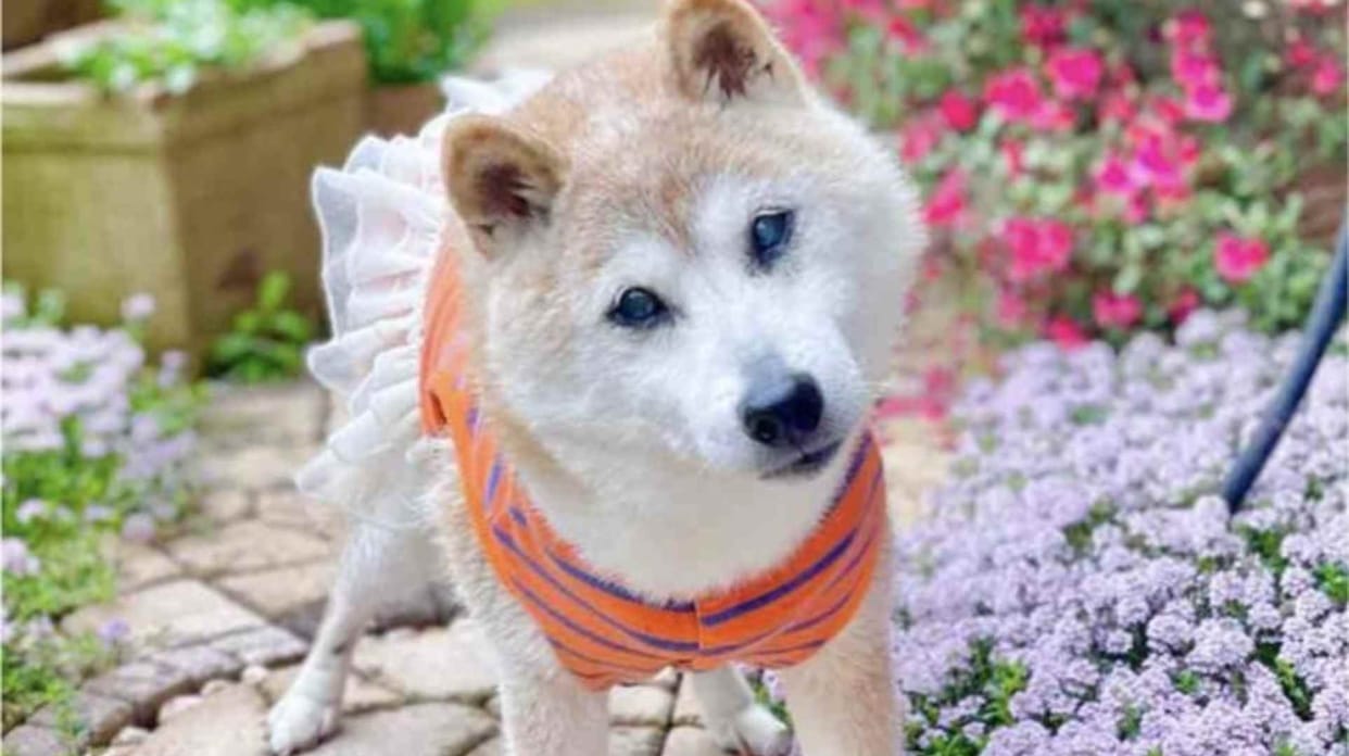 Viral The iconic Japanese Shiba Inu named Kabosu behind Doge meme dies at 18