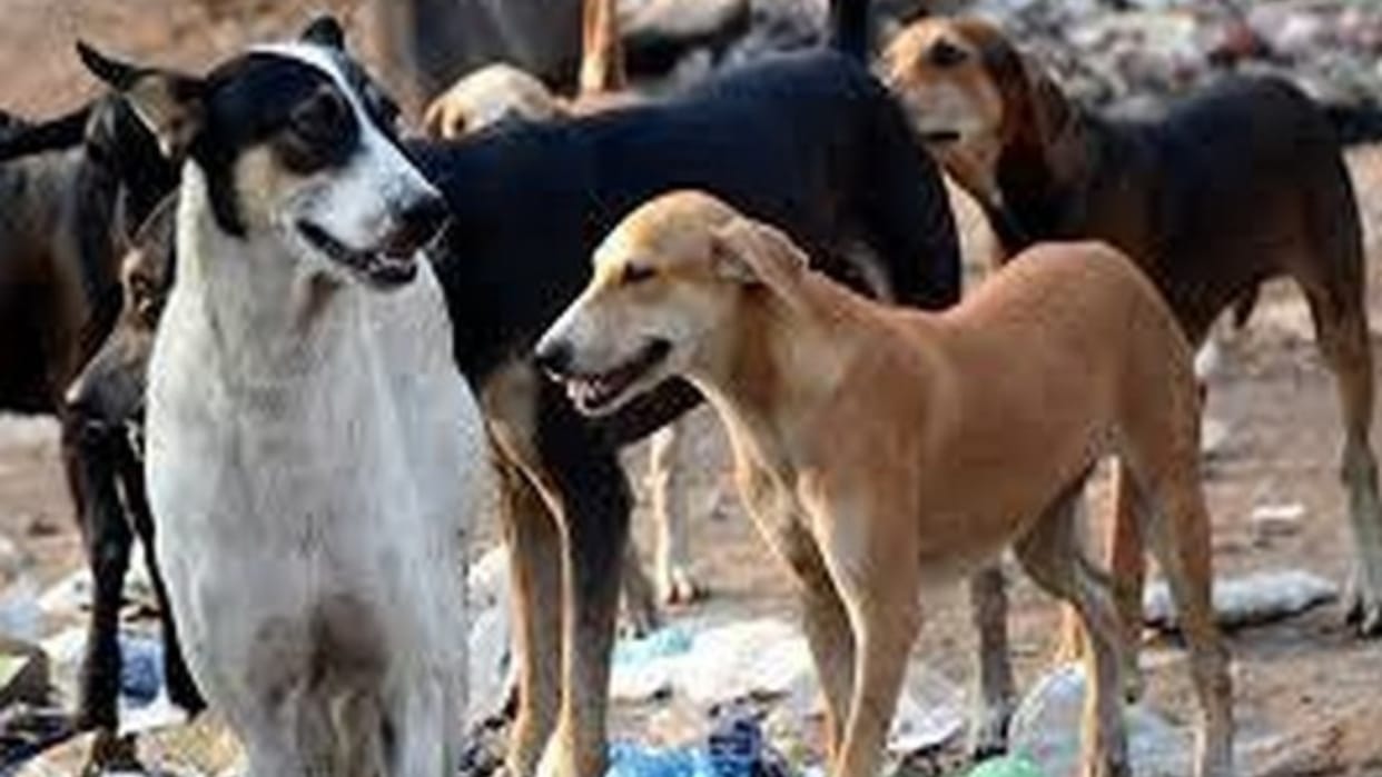 Goa news update stray dogs threat forest and tourism department object Lantern Festival