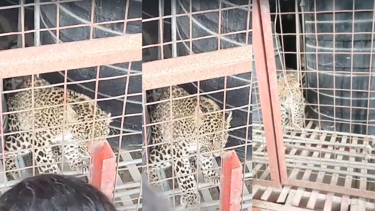 Leopard stranded in Everest Colony of Summerhill, Shimla, rescued safely by Wildlife Department