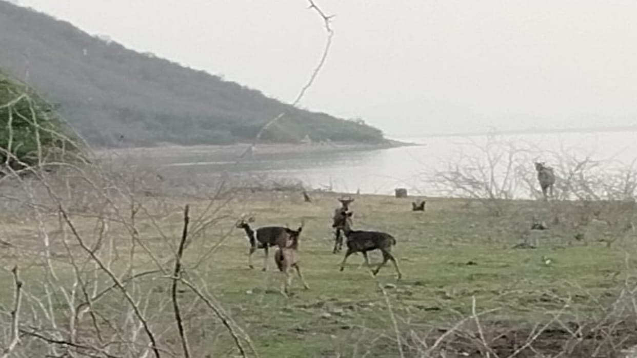 Tonk News: Census of wild animals in the forest area of Bisalpur Dam, decline in the number of black deer
