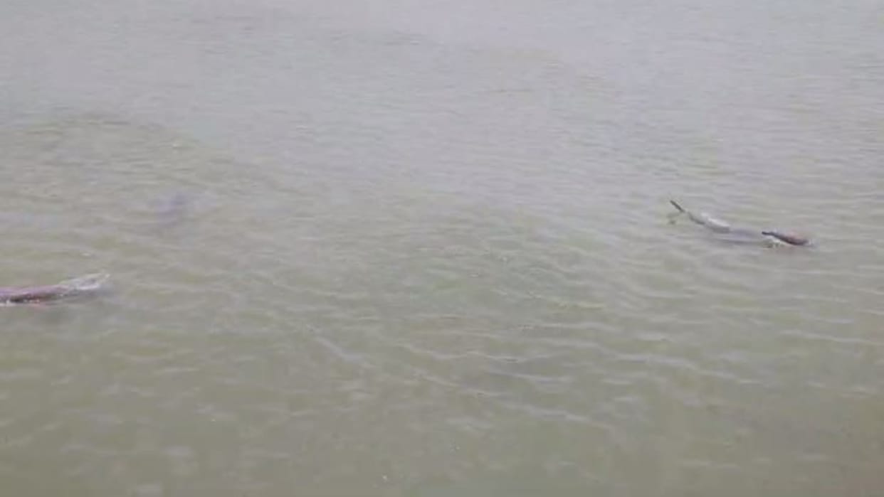 Dolphins life in danger due to low water level of Sharda Canal in Lakhimpur kheri