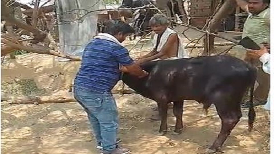 Cow shot with licensed revolver in Etah accused farmer arrested