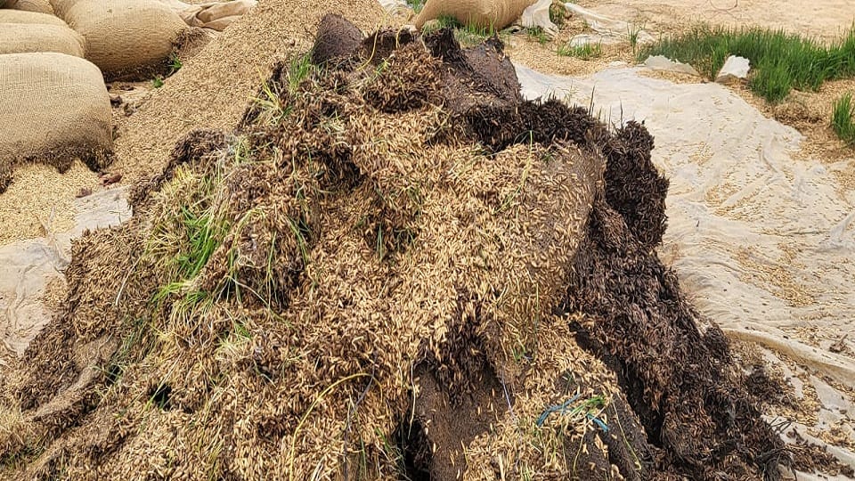 Paddy worth crores kept under open sky even after four months started sprouting in Balrampur Ramanujganj