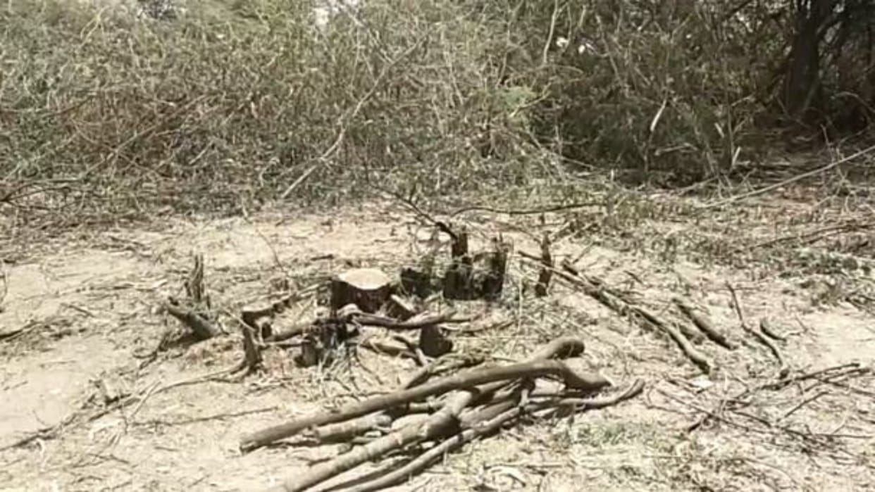 Abu Road: Illegal cutting of trees is going on in the cremation ground, angry villagers submitted memorandum