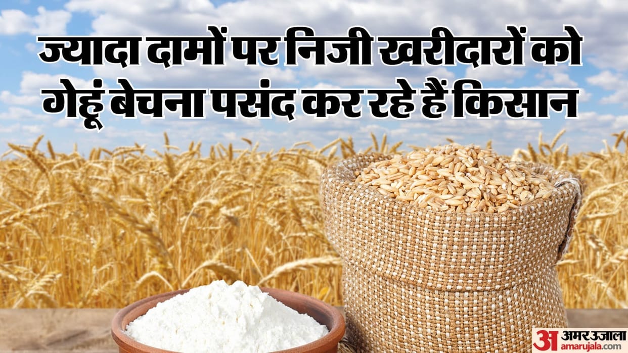 wheat procurement record in punjab haryana downfall in mp