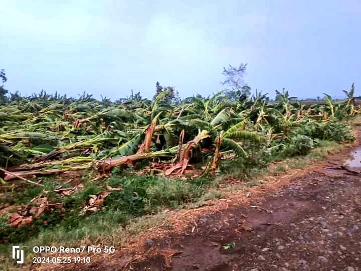 Burhanpur: Heavy damage to banana crops due to storm, former Minister said- farmers should get compensation