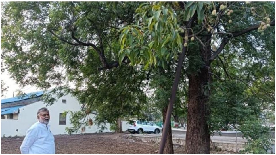 Minister Prahlad Patel's Naam tree is giving Mango crop crafting was done years ago