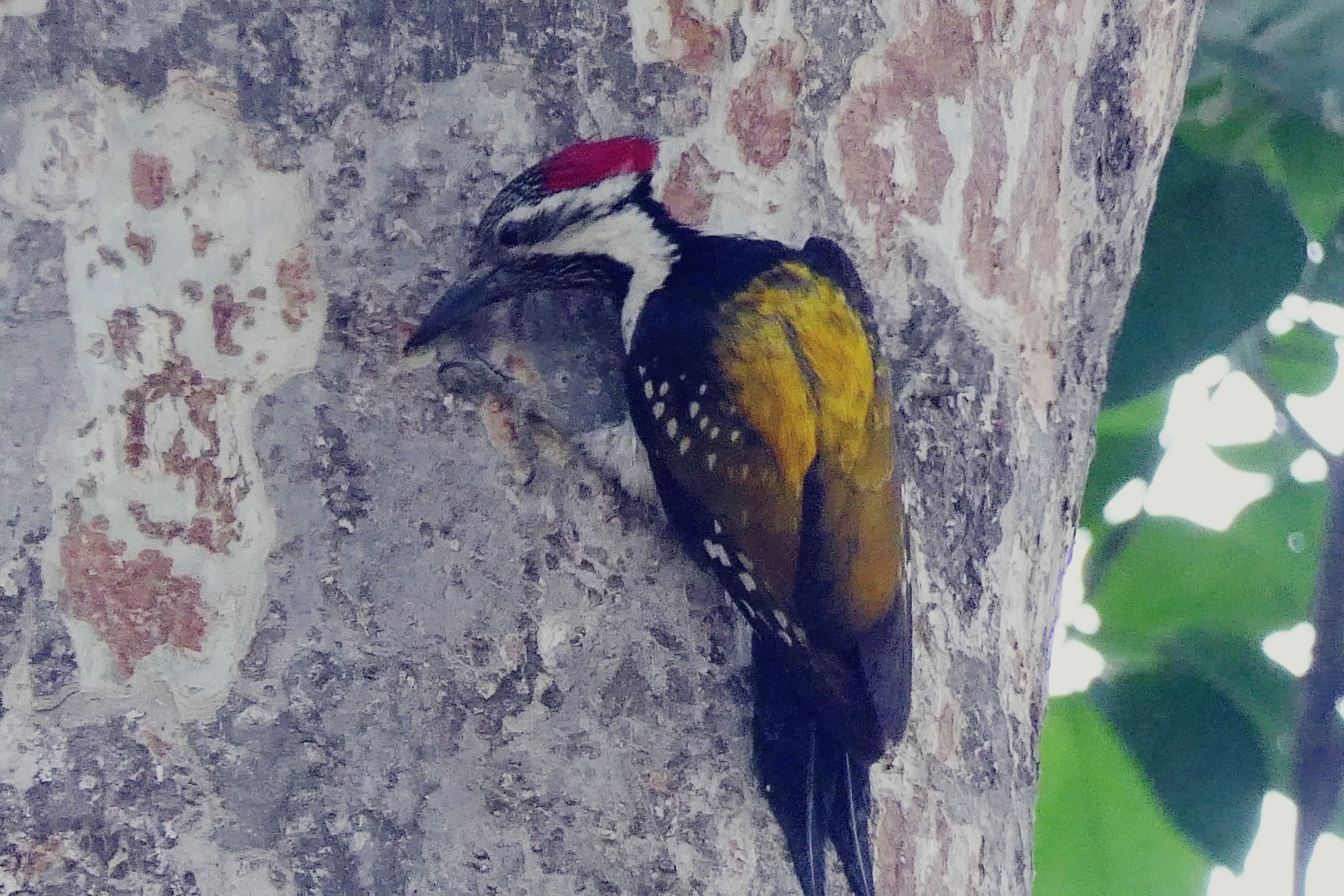 Rajaji Tiger Reserve Park is not only home of tigers but also a unique world of birds Uttarakhand News in Hind