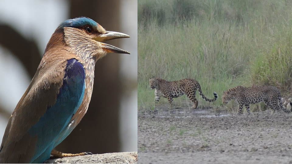 Rajaji Tiger Reserve Park is not only home of tigers but also a unique world of birds Uttarakhand News in Hind