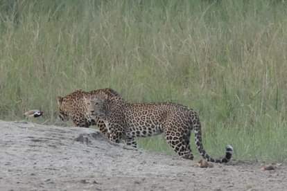 Rajaji Tiger Reserve: Good news for wildlife lovers, preparations underway to bring Raja from outside CTR