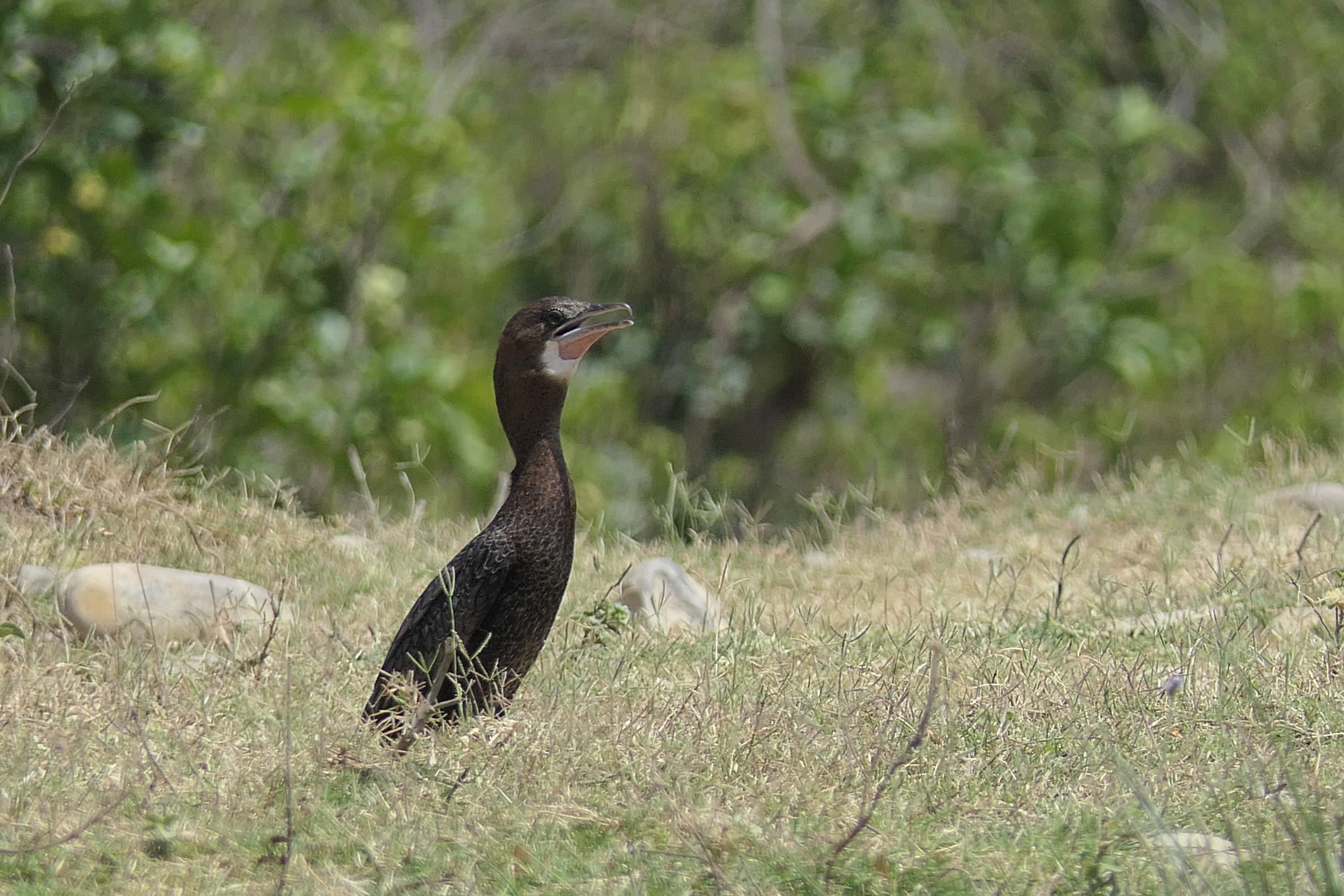 Rajaji Tiger Reserve Park is not only home of tigers but also a unique world of birds Uttarakhand News in Hind