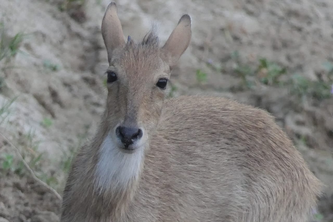 Rajaji Tiger Reserve Park is not only home of tigers but also a unique world of birds Uttarakhand News in Hind