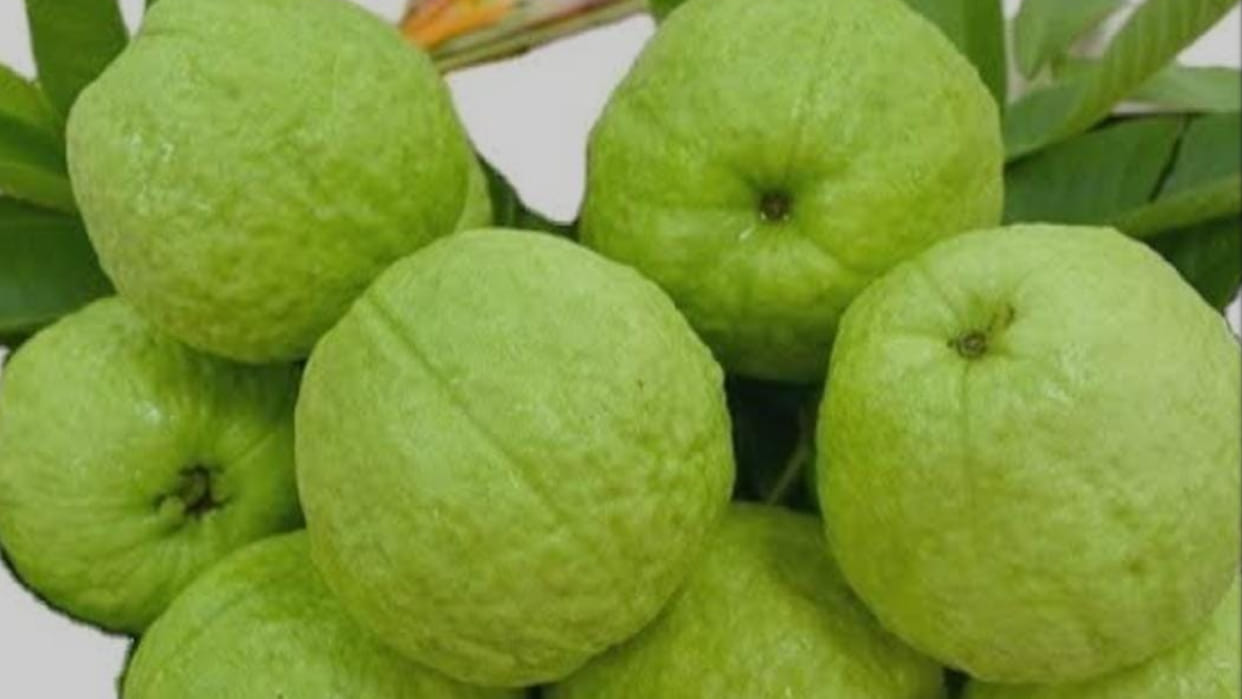 Sehore: After Sharbati wheat, now Sehore's guava will dominate the market