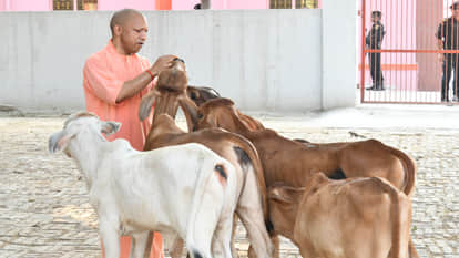 गाय के बछड़ों को दुलारते सीएम योगी