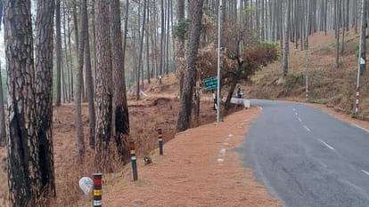 More than 270 trees on the verge of falling due to forest fire in Ranikhet