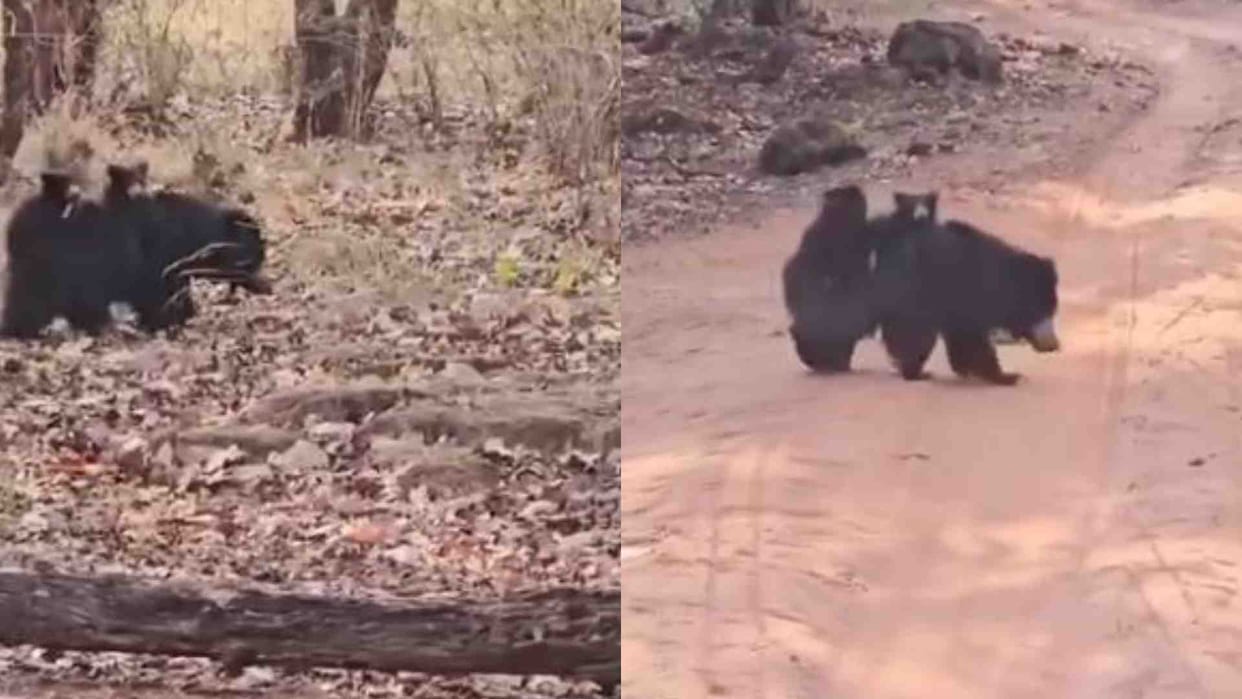 Umaria News: Female bear seen with children in Bandhavgarh Tiger Reserve