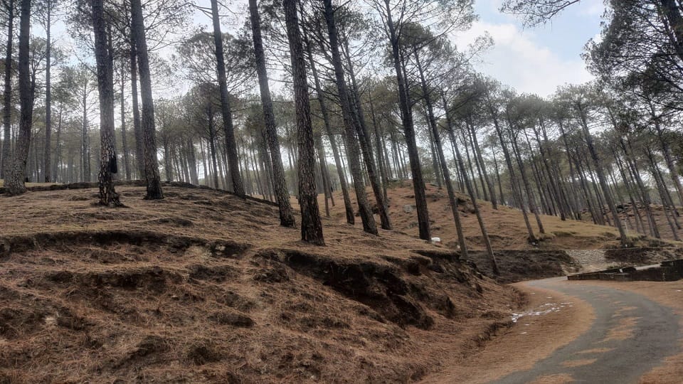 More than 270 trees on the verge of falling due to forest fire in Ranikhet