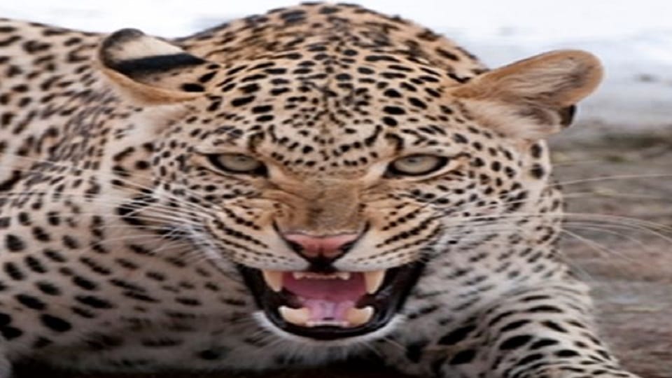 Leopard attack Rudraprayag Eight schools declared two day holiday following a leopard attacK