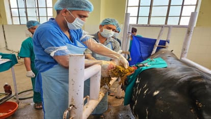 गौवंश के पेट से पॉलीथिन निकालते डॉक्टर