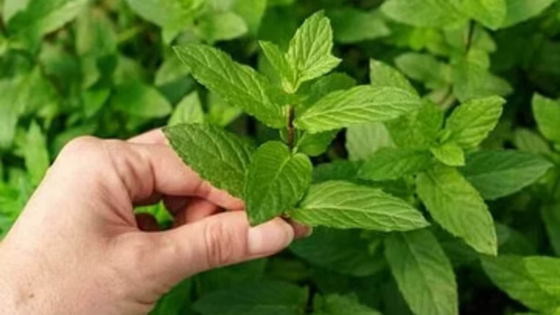 Summer Skin Care these 5 leaves give relief from pimples and tanning in summer