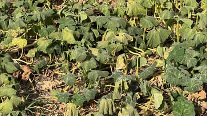 Severe Heatwave Damages Watermelon and Cucumber Crops in Agra