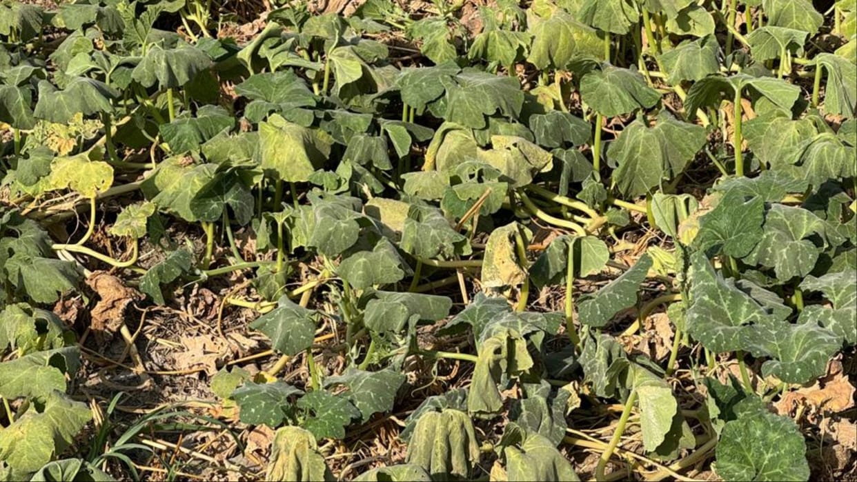 Severe Heatwave Damages Watermelon and Cucumber Crops in Agra