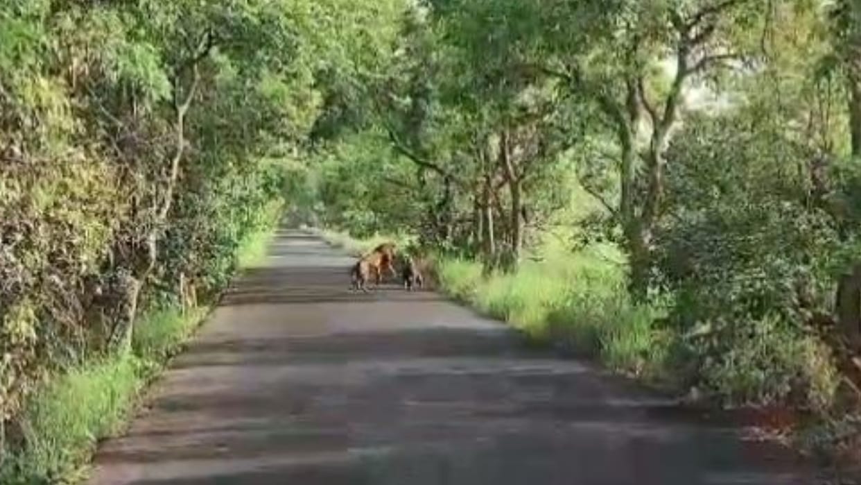 tigers fighting on road in Pilibhit Tiger Reserve