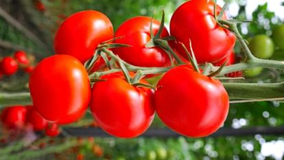 Tomato Prices Increased: आलू-प्याज के बाद अब टमाटर के भाव भी हुए 'लाल', दामों में और तेजी के आसार Tomato Prices Increased: After potato and onion, now tomato prices also become 'red'