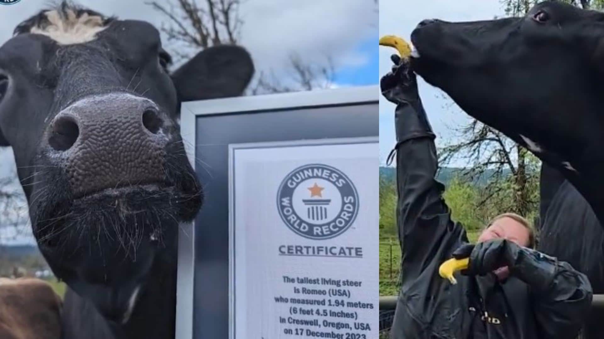 Holstein Steer Romeo The World’s Tallest Steer Standing At 6.4 Feet