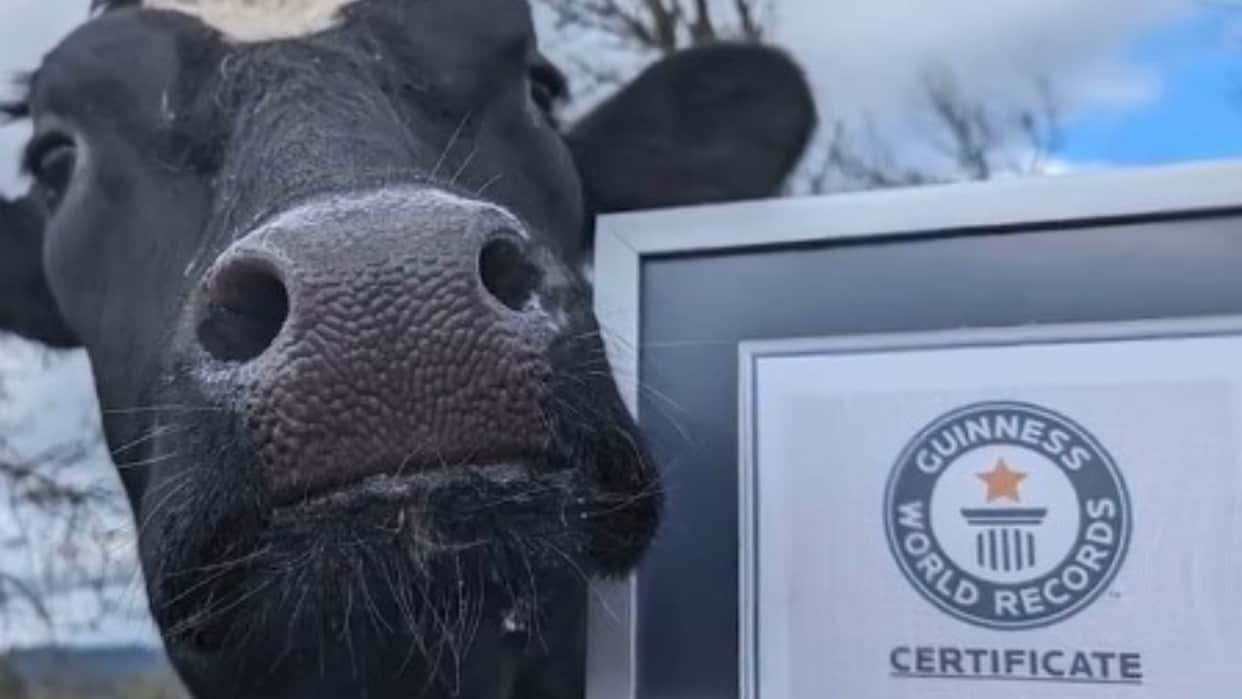 Holstein Steer Romeo The World’s Tallest Steer Standing At 6.4 Feet