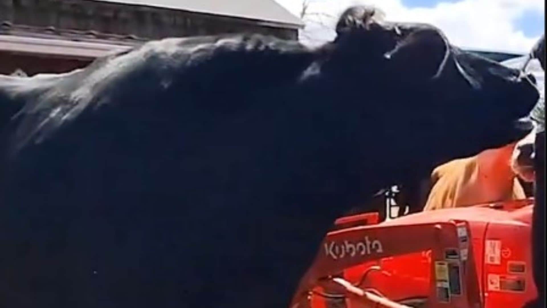 Holstein Steer Romeo The World’s Tallest Steer Standing At 6.4 Feet