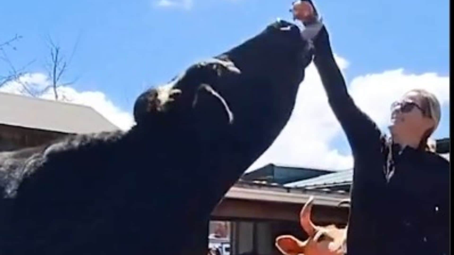 Holstein Steer Romeo The World’s Tallest Steer Standing At 6.4 Feet