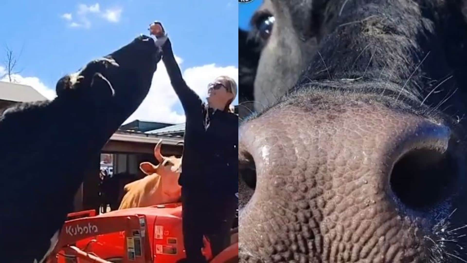 Holstein Steer Romeo The World’s Tallest Steer Standing At 6.4 Feet