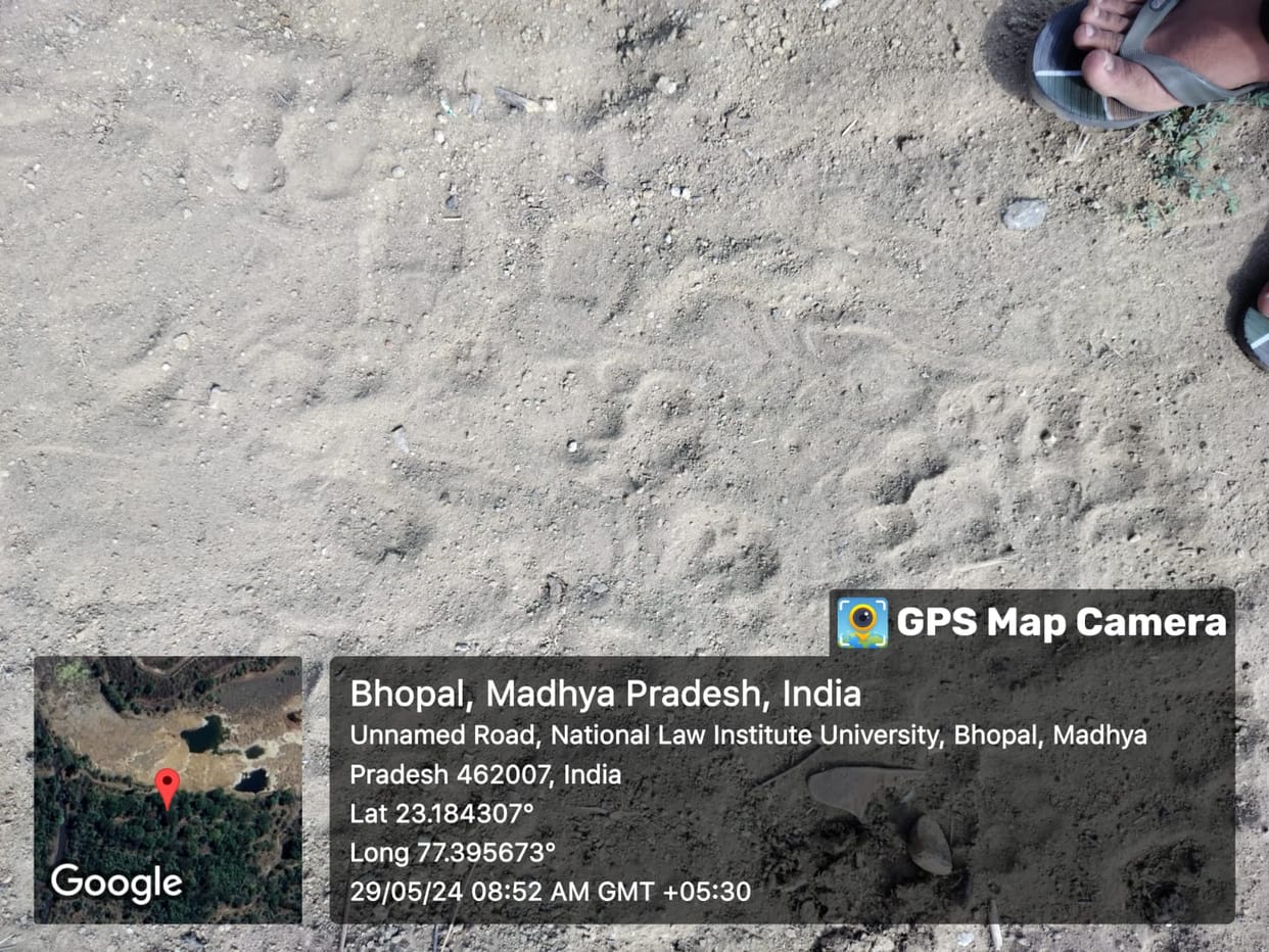 Bhopal: Tiger's claw marks seen in Kaliyasot of the capital, panic in the area.