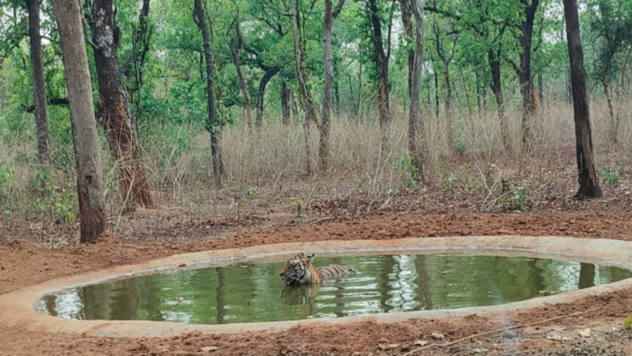 MP News: Tiger seen frolicking in water to save himself from the heat, photo went viral on social media