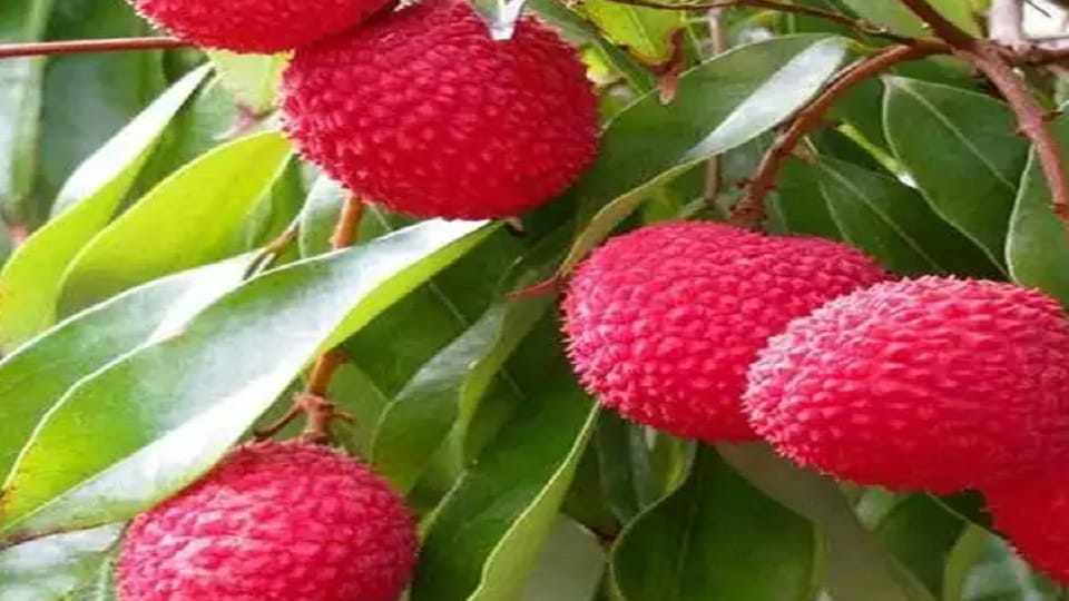 Litchi crop damaged due to extreme heat in ramnagar nainital